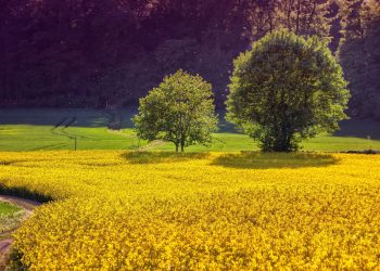 Accenture: Rynek produktów rolnictwa zrównoważonego będzie wart 64,6 mld zł
