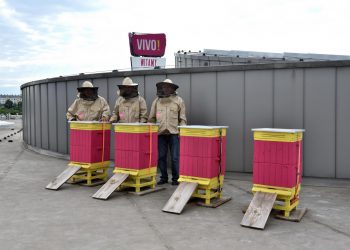 Na dachu centrum handlowego VIVO! w Stalowej Woli zamieszkały pszczoły