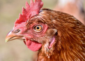 Koniec ery chowu klatkowego