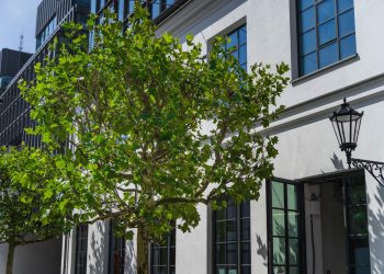 W Fabryce Norblina posadzono ponad 100 drzew