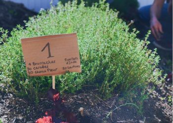 Credit Agricole chroni bioróżnorodność. Bank sfinansował zakup inspektów do warzywnego ogródka permakulturowego