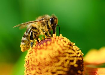 BeeOmonitoring – pszczoły sprawdzą stan środowiska