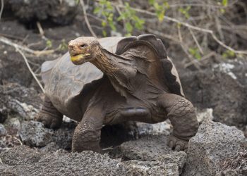 Żółw Diego spłodził 800 dzieci, by ratować swój gatunek. Brawo!