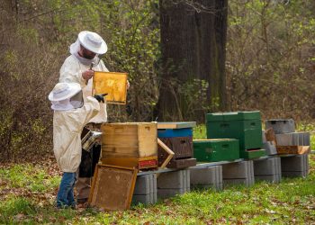 DPD Polska nagradza pomaganie pszczołom