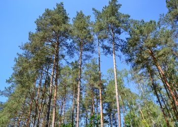 Ratowanie lasów. Twórca gry Fortnite wydaje na to miliony dolarów