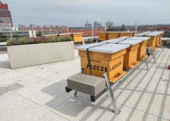 Żabka stawia pasiekę na dachu swojej poznańskiej siedziby