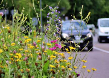 Startuje program Echo-Łąka. Efekty jeszcze w tym roku
