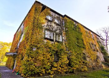 Chcesz zazielenić dach? Dostaniesz zwolnienie z podatku
