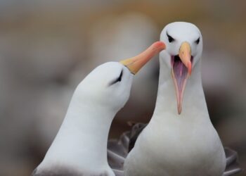 Kryzys klimatyczny zabija… miłość albatrosów!