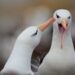Kryzys klimatyczny zabija… miłość albatrosów!
