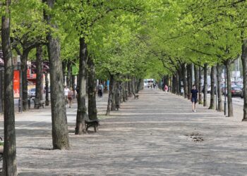 Drzewa bardzo „polubią” warszawskie chodniki. Dlaczego?
