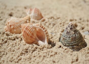 Muszle znikają z Mauritiusa. Powód? Zmiany klimatu