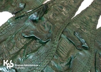Miała być używana odzież, były… skóry krokodyli!