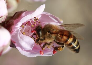 Cegły jako domy dla pszczół. Czy to faktycznie pomaga pszczołom?