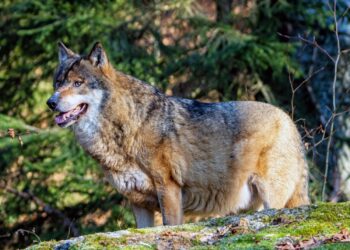 3 mln zł na rzecz ochrony wilka i rysia