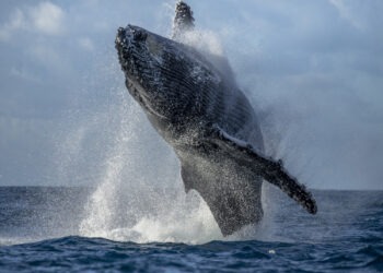 Islandia skończy z polowaniami na wieloryby?