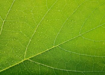 Sztuczny liść niezwykle wydajnie wychwytuje CO2 z powietrza