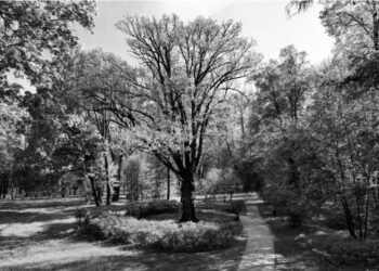 Dąb Turgieniewa latem nie będzie brał duziału w konkursie na Europejskie Drzewo Roku